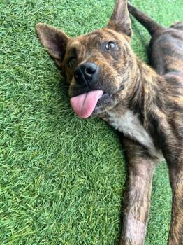 Rescue Plott Hound and Labrador Retriever Dogs for Adoption in Youngsville, North Carolina - Harlow | PetCurious