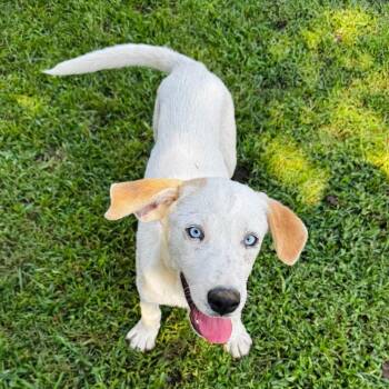 Brinley -  Yellow Labrador Retriever and Mixed Breed Dog for Adoption in Brownsboro, Alabama - Brinley | PetCurious