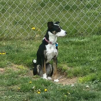 Mixed Breed Dogs Available for Adoption in Murray, Utah - Dottie | PetCurious