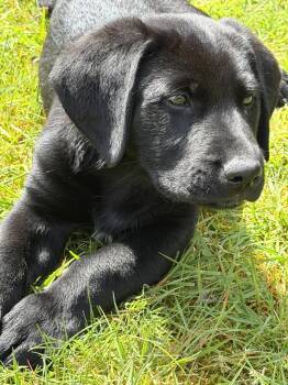 Labrador Retriever and Shepherd Dogs Available for Adoption in Seattle, Washington - Bodie | PetCurious