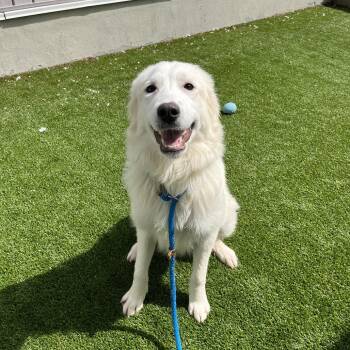 Waffles -  Great Pyrenees and Mixed Breed Dog for Adoption in Bedford, New Hampshire - Waffles | PetCurious