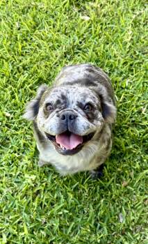 Mila -  French Bulldog Dog for Adoption in San Antonio, Texas - Mila | PetCurious