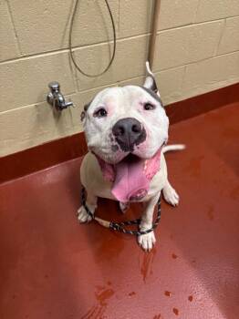 Goyard -  Maltese Dog for Adoption in Douglasville, Georgia - Goyard | PetCurious