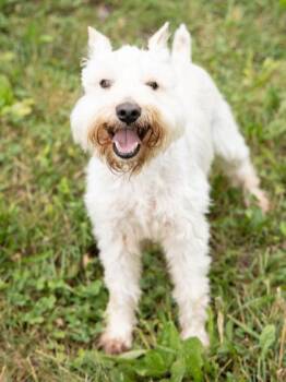 Rocket -  Miniature Schnauzer Dog for Adoption in Lake Tapwingo, Missouri - Rocket | PetCurious