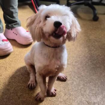 Milo -  Maltese Dog for Adoption in Wahiawa, Hawaii - Milo | PetCurious