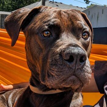Chesty -  Mixed Breed Dog for Adoption in Zimmerman, Minnesota - Chesty | PetCurious