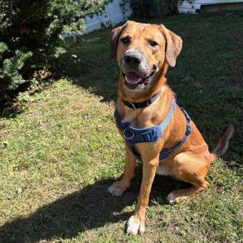 BAILEY -  Hound and Labrador Retriever Dog for Adoption in New York, New York - BAILEY | PetCurious