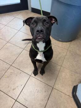 Unknown E Fairground Street -  Pit Bull Terrier and Boxer Dog for Adoption in Marion, Ohio - Unknown E Fairground Street | PetCurious