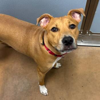 Tootie -  Mixed Breed Dog for Adoption in Chicago, Illinois - Tootie | PetCurious
