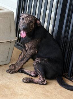 LAZARUS -  Black Labrador Retriever and Shepherd Dog for Adoption in Fosters, Alabama - LAZARUS | PetCurious