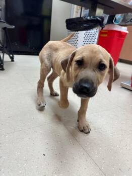 Brandon -  Mixed Breed Dog for Adoption in Bossier City, Louisiana - Brandon | PetCurious