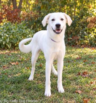 Larkin -  Labrador Retriever Dog for Adoption in Nashville, Tennessee - Larkin | PetCurious