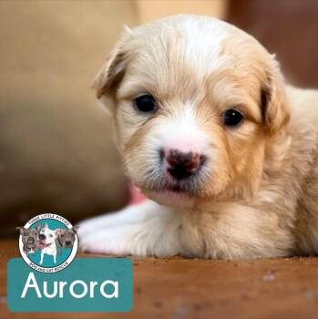 Golden Retriever and Labradoodle Dogs Available for Adoption in Friendswood, Texas - Aurora Starlight | PetCurious