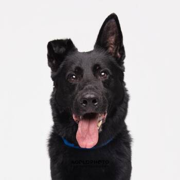 German Shepherd Dog Dogs Available for Adoption in Tampa, Florida - Odin | PetCurious