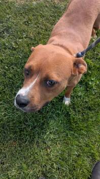 Smith -  Mixed Breed Dog for Adoption in Vaudreuil-dorion, Quebec - Smith | PetCurious