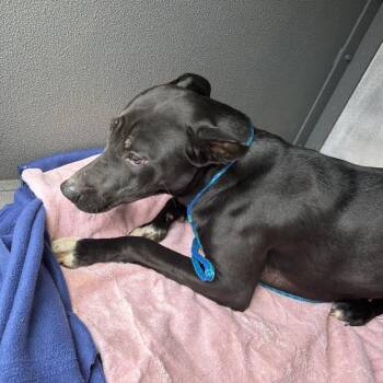 Pit Bull Terrier Dogs Available for Adoption - Ink Splot | PetCurious