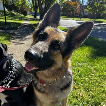 Nami (26-258) -  German Shepherd Dog Dog for Adoption in New Ringgold, Pennsylvania - Nami (26-258) | PetCurious