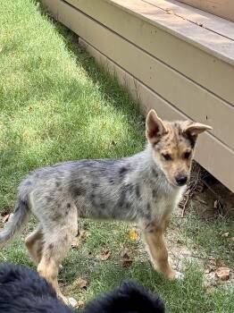 Paprika -  Australian Shepherd and Flat Coated Retriever Dog for Adoption - Paprika | PetCurious