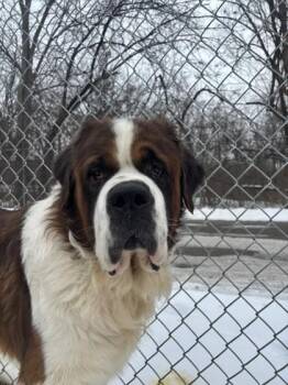 Saint Bernard Dogs Available for Adoption - Rosco | PetCurious