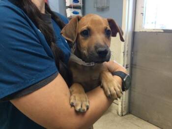 Doberman Pinscher and Mixed Breed Dogs Available for Adoption - TAFFY | PetCurious