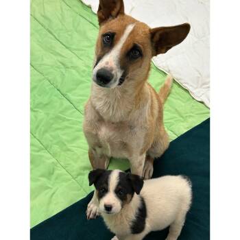 Rescue Cattle Dog Dogs for Adoption in Flagstaff, Arizona - Donna | PetCurious