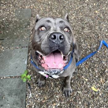 Valkyrie -  Mixed Breed Dog for Adoption in Fairport, New York - Valkyrie | PetCurious