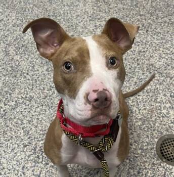 Apple -  Pit Bull Terrier Dog for Adoption in Golden, Colorado - Apple | PetCurious