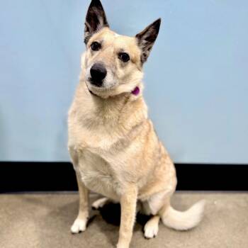 Ellie -  Cattle Dog Dog for Adoption in Portland, Oregon - Ellie | PetCurious