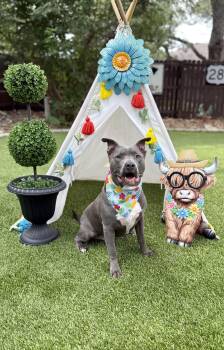 Diesel -  American Staffordshire Terrier Dog for Adoption in Mico, Texas - Diesel | PetCurious