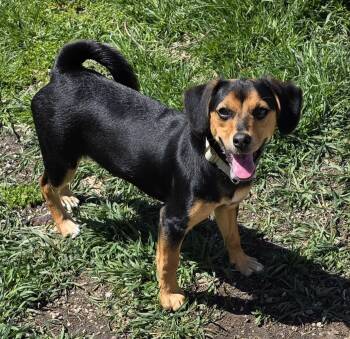 Miniature Pinscher and Chihuahua Dogs Available for Adoption in Momence, Illinois - Juniper | PetCurious