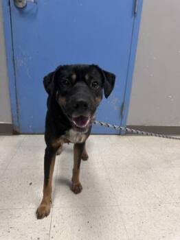 Rottweiler and Mixed Breed Dogs Available for Adoption - May | PetCurious