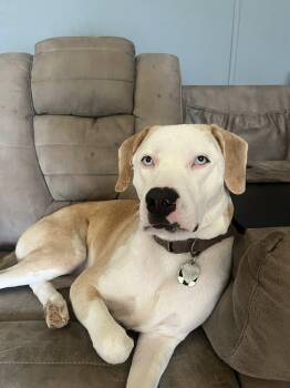 Pit Bull Terrier Dogs Available for Adoption - BO (Courtesy Post) | PetCurious