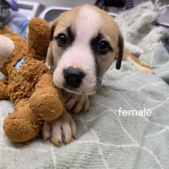 Ava -  Boxer and Great Pyrenees Dog for Adoption in Willingboro, New Jersey - Ava | PetCurious