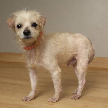 Yorkshire Terrier and Maltese Dogs Available for Adoption - Nash D67805 | PetCurious