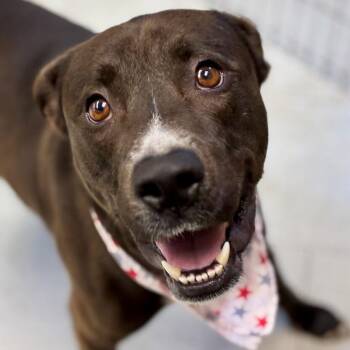 Guido -  Mixed Breed Dog for Adoption in San Francisco, California - Guido | PetCurious