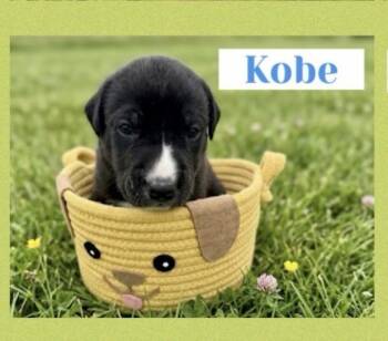 Great Dane Dogs Available for Adoption in Santa Clarita, California - Kobe | PetCurious
