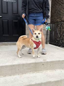 Terrier Dogs Available for Adoption in Chicago, Illinois - Peter | PetCurious