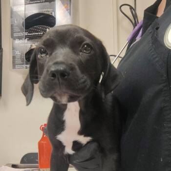 Koki -  Mixed Breed Dog for Adoption in Lakeland, Florida - Koki | PetCurious