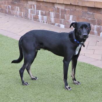 Cooper -  Mixed Breed Dog for Adoption in Port Washington, New York - Cooper | PetCurious