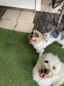 Ladd Available 8/20 -  Poodle Dog for Adoption in Elmsford, New York - Ladd Available 8/20 | PetCurious