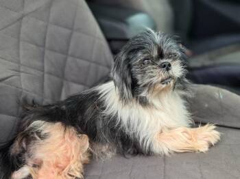 Shih Tzu Dogs Available for Adoption in Rockport, Texas - Ravens | PetCurious