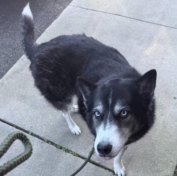 Husky Dogs Available for Adoption in New Smyrna Beach, Florida - Sebastian  | PetCurious