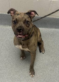 MAY -  Pit Bull Terrier and Mixed Breed Dog for Adoption in Indianapolis, Indiana - MAY | PetCurious