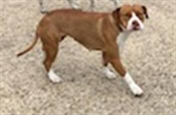 Rescue Mixed Breed Dogs for Adoption in Dallas, Texas - CECE | PetCurious