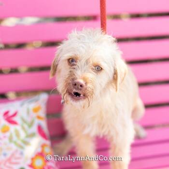 Terrier Dogs Available for Adoption - Ward | PetCurious