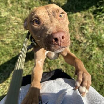 Brown Boy -  Mixed Breed Dog for Adoption in Philadelphia, Pennsylvania - Brown Boy | PetCurious