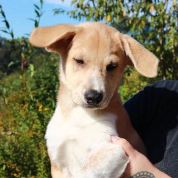CT Everest -  Anatolian Shepherd and Mixed Breed Dog for Adoption in Eastford, Connecticut - CT Everest | PetCurious