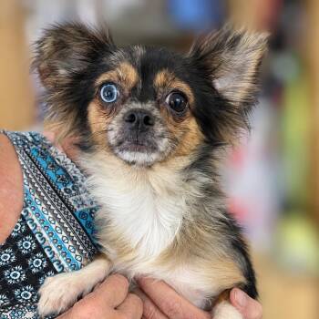 Cherio -  Chihuahua Dog for Adoption in Pittsburg, Kansas - Cherio | PetCurious