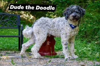 Sheepadoodle Dogs Available for Adoption in Sevierville, Tennessee - Dude The Doodle | PetCurious