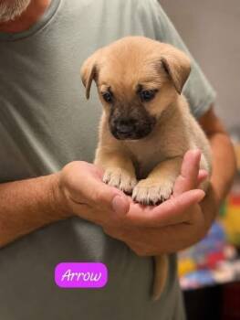 Arrow -  Labrador Retriever Dog for Adoption in Clarksburg, Ontario - Arrow | PetCurious